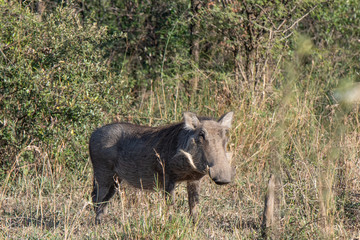 A warthog browsing in grass and thorn thicket.