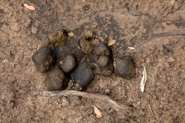 Wombat Kot in Australien