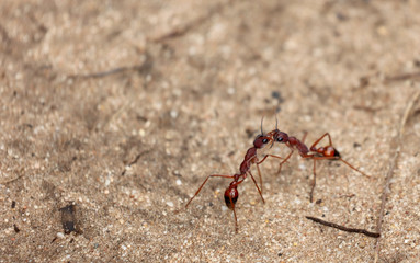Kämpfende Ameisen in Australien
