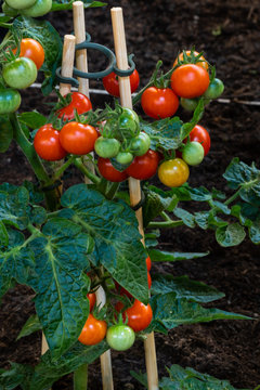 Tomaten am Strauch