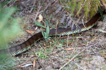 Schlange in Australien 