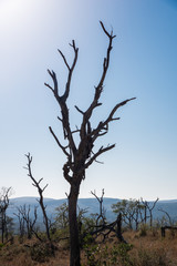 The skeletons of dead trees against a blue sky.