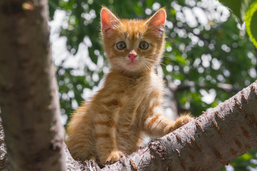 Naklejka na ściany i meble Ginger kitten sitting on a tree branch on a sunny summer day. the kitten looks into the camera. in full growth. looking down. Animal Themes