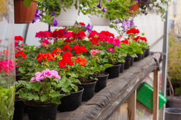 Sale of multi-colored petunias that are grown in the greenhouse. Selective focus.