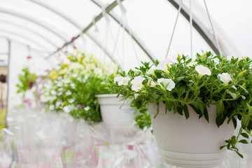 Sale of multi-colored petunias that are grown in the greenhouse. Selective focus. Close-up