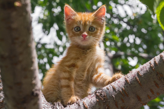 Ginger kitten sitting on a tree branch on a sunny summer day. the kitten looks into the camera. in full growth. looking down. Animal Themes