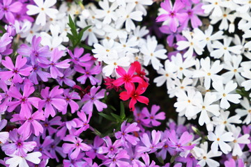 野に咲く花　シバザクラ