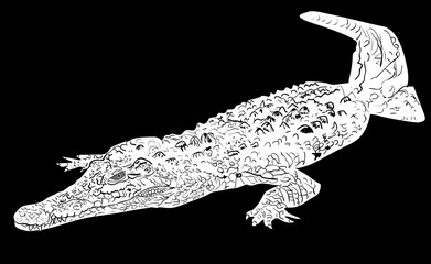 crocodile sketch isolated on black
