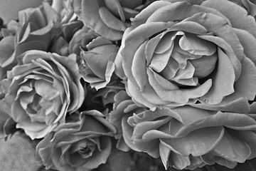 Fototapety  Close up on Dolce Vita rose inflorescence - greyscale