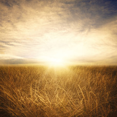 Golden grass in the fields on a sunny summer day