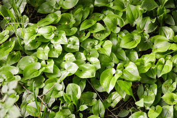 Carved leaves of a water plant glisten in the sun