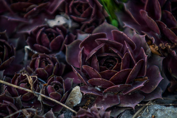 Obraz premium Succulents of claret color grow in a garden the different size. Stone rose. Cactus. House plants. Nature. Background or texture.