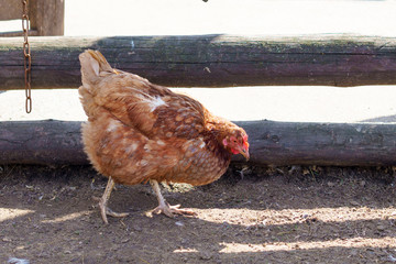 Chicken in village cock on a grass