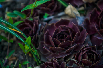 Succulents of claret color grow in a garden the different size. Stone rose. Cactus. House plants. Nature. Background or texture.