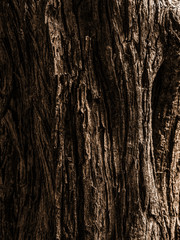 Obraz premium tree bark texture