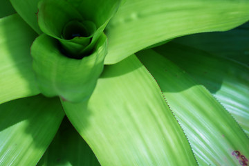 green aloe close up