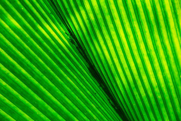 Green leaf texture or leaf background