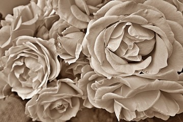 Close up on Dolce Vita rose inflorescence - sepia