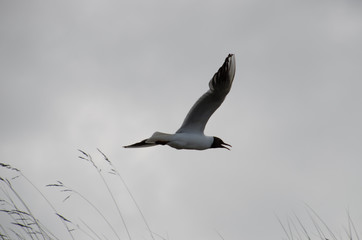 Möwe an der Ostsee