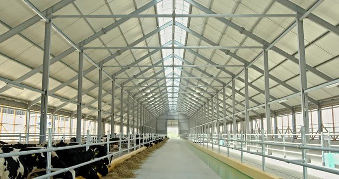 Cows eating in modern spacious barn