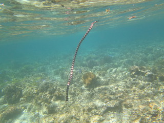Serpiente de mar nadando