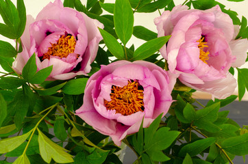 beautiful  tree peony  in the garden