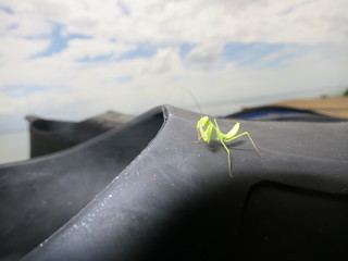 Mantis paseando por la arena