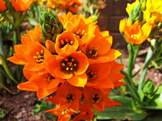 Orange flower of Ornithogalum thyrsoides or Ornithogalum in the flowerbed. Close up.