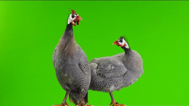 male and female blue guinea fowl rotates along the camera.isolated on green screen