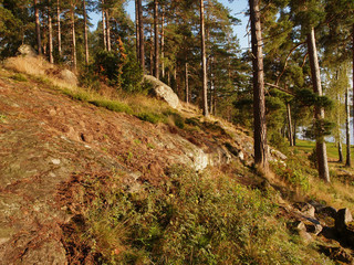 clearing in the forest in the evening sun