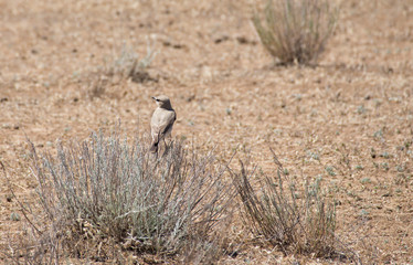 Calandra lark (Melanocorypha calandra) sits on a branch in a field