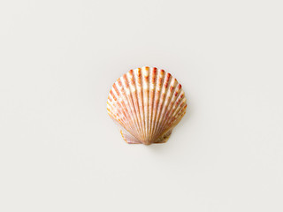 Sea shell on gray minimal style background. Travel concept. 3D model render visualization illustration