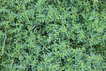 Green grass texture with small round leaves.