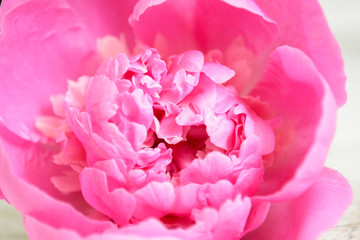 pink peony flower close up macro