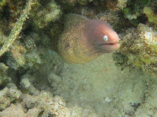 Morena escondida en la roca