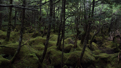 白駒池　苔の森