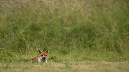 Red Fox lying in a grassy field with a wildflower meadow in the background.  