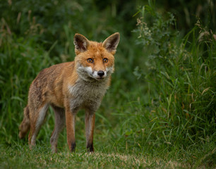 Young Vixen fox standing in a filed with green foliage background.  