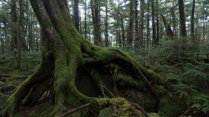 白駒池　苔の森