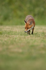 Fox running straight at camera with green field in foreground and background.  