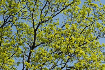 maple blossom in May, spring