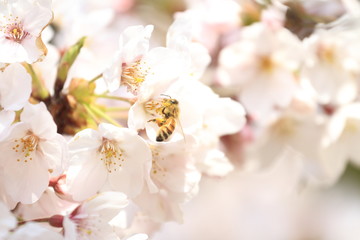 さくらの里の桜