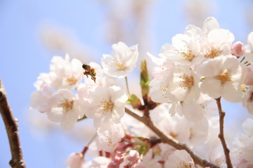Fototapeta na wymiar さくらの里の桜