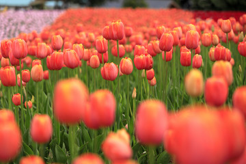 チューリップ畑 (オレンジ)