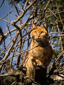 Orange cat climbed on a tree with a nice perched