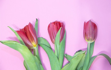 Red tulips isolated on pink background. Photo for text. Live beautiful flowers. Red flowers.