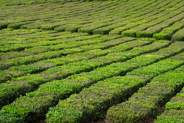 Rural landscape with tea growing farm of Sao Miguel Island in the Azores.