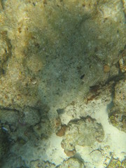 Lenguado camuflado en la arena