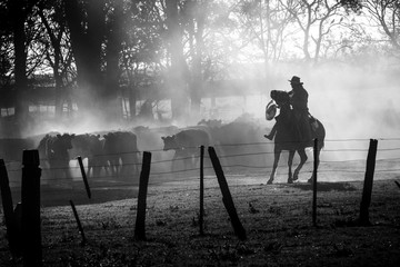 Cowboy guided to the cattle with his horse in the Argentine pampa, black and white