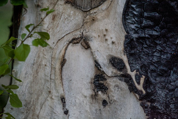 Texture or background of light bark of a tree with black streaks and the burned spots. Natural material.